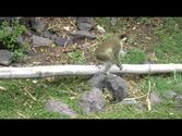 Vervet Green Back Monkeys in St Kitts & Nevis West Indies.MOV