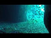Snorkeling The Caves, Norman Island, British Virgin Islands