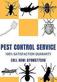 Cockroach Control Service | Best Pest Control Service Provider