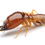 Termite Control Service | Best Pest control Service Provider In India