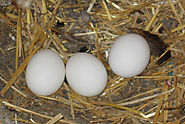 Huevos de ornitorrinco