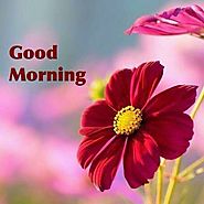 10+ Good Morning Image Friend - HD IMAGES-GIF-NATURE