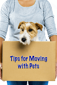 Most Essential Tips for Moving with Pets By Mover Services in Singapore