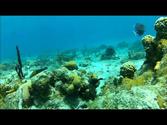 Snorkeling in St. Thomas, US Virgin Islands - buck island GoPro HD