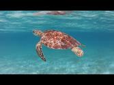 Tobago Cays Turtle Sanctuary, St. Vincent & the Grenadines