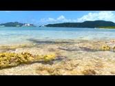 Backyard Scenes - Trellis Bay Part 5, Tortola, British Virgin Islands, Caribbean