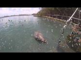 Swimming With Dolphins In Tortola British Virgin Islands