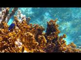 Scuba Diving in the Caribbean: GoPro HERO3 Black: Tortola & Norman Island, BVI
