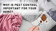 Why is Pest Control Important for Your Home?