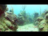 Diving in Vieques - GoPro View