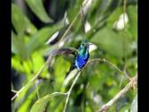 Panama travels - Coiba Island and Canopy Tower
