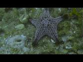 Coiba Island Panama Diving 2012
