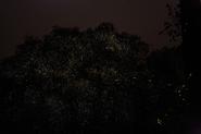 Backpack Holidays Fireflies - Trek to Rajmachi 14-15th june 2014