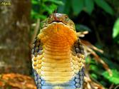 KING COBRA EXPEDITION AT AGUMBE RAINFOREST on 26-27-28 JULY with MUMBAI TRAVELLERS