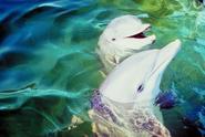 Dolphin Habitat: Where Do Dolphins Live?