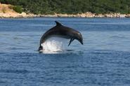 Why Are Dolphins Endangered | SEEtheWILD