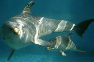 How are dolphins able to learn from each other? - Curiosity