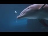 Dolphin Bubbles: An Amazing Behavior | SeaWorld® Orlando Dolphin Cove®