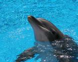 Learn More: 10 Facts About Dolphins