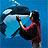 Bottlenose Dolphins Info Book | SeaWorld Parks & Entertainment