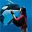 Bottlenose Dolphins Info Book | SeaWorld Parks & Entertainment