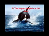Top 10 Facts About Dolphins