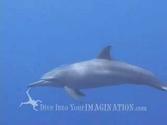 Kids Ocean Movie - Who Lives in the Sea? Sample Chapter - Dolphins - Ocean Products for Kids