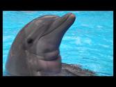 1 The Dolphin Therapy - Sounds of Dolphins