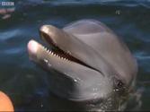 Dolphin tricks - Born to Be Wild: Dolphins with Tamzin Outhwaite - BBC