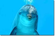 Dolphin Facts and Information