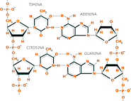 Estructura de proteínas y ácidos nucleicos