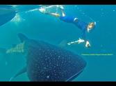 Only Osa Drake Bay Costa Rica, Just a few highlights. Super Ocean Safari Costa Cetacea
