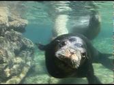Swimming with Sea Lions in Baja
