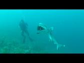 Scuba shark diving // Buceando con Tiburones - Isla Providencia, Colombia 2013