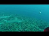 Buceo con tiburones en la Isla de Providencia - Colombia