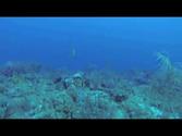 Diving with sharks Providencia COLOMBIA