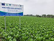Vùng trồng Trạch tả của Công ty cổ phần Dược Liệu Việt Nam vào mùa thu hái