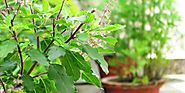 What are the Benefits of Tulsi (Holy Basil) and Its Importance in Hinduism?