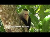 COSTA RICA manuel antonio national park (sd-video)