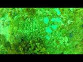 Reef Dive in Manzanillo Mexico