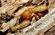 Pest Control Melbourne – Termite Control, Inspection & Treatment Melbourne