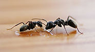 Ant Control Melbourne, Watsonia, Greensborough, Eltham, Templestowe