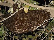 Bees - MR Termite