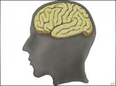 How Choline Affects Brain Function and Cognitive Health