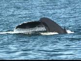 Trip to Southeast Alaska: Whales and Orcas in Frederick Sound.