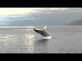 Cruising Alaska: Breaching Whale on Icy Strait