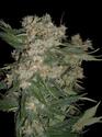 Marijuana Seeds for sale