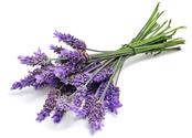 Lavender Oil