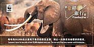 Website at http://tourismthailand.in/press/tat-supports-wwf-thailands-no-ivory-campaign/
