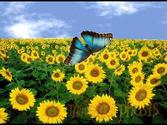 butterfly life cycle (metamorphosis) song